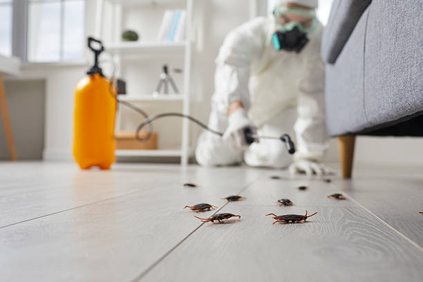 Post-Treatment Bed Bug Interceptor Monitoring in Burnsville